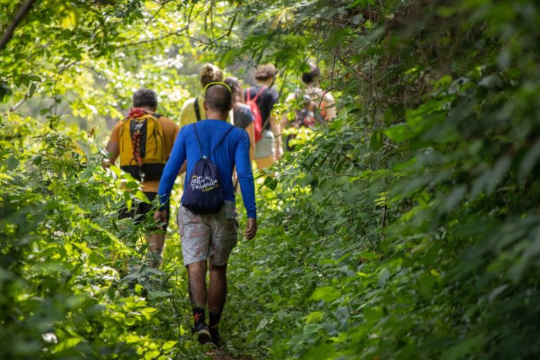 La plupart des gens marchent dessus, pourtant cette plante méconnue vaut jusqu’à 1000€ le kilo