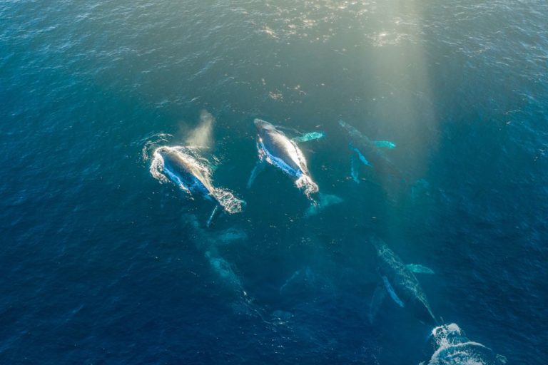 Après plus de 15 ans, le plus grand animal au monde a été redécouvert tout près de minuscules îles